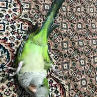 طوطی راهب با قفس|پرنده|بندرعباس, |دیوار
