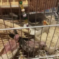 فروش عروس هلندی بعلت مستی زیاد عروس هلندی