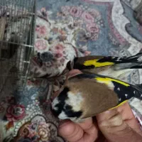 سهره درشت کردستان|پرنده|باوی, |دیوار