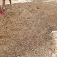 کود حیوانی (پووش)گوسفندی وگاوی سالخورده|خدمات باغبانی و درختکاری|قائمشهر, |دیوار