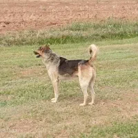 سگ نگهبانی|سگ|دهگلان, |دیوار