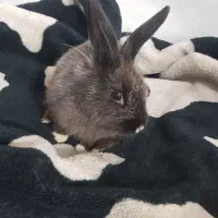 خرگوش خونگی نژاد لوپو