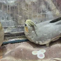 جوجه عروس هلندی|پرنده|قوچان, |دیوار