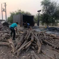 فروش چوب مورد