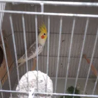 عروس هلندی مولد|پرنده|قائم‌شهر, |دیوار