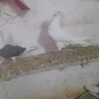 کفتر خوشونه