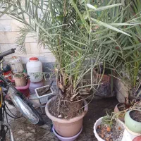درخت نخل خرما