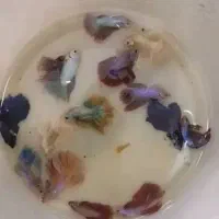 چهل نوع گیاه اکواریوم رسید