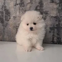 واگذاری پامرین