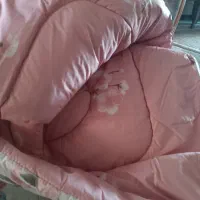 روتختی نوجوان گلبهی