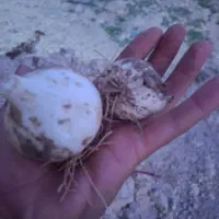 موسیر کوهی هزار مسجد