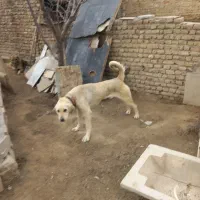 سگ نر قدرجونی