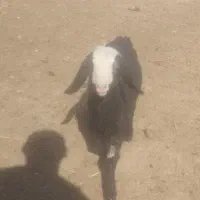 بره شیری درشت