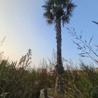 یک جفت پالم حدود ۷ متری