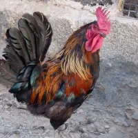 خروسی بسیار قشنگ و خوش حیکل..