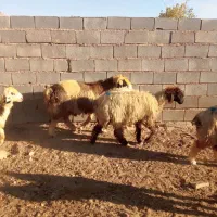 بره نر و ماده شیشک|حیوانات مزرعه|درودزن, |دیوار