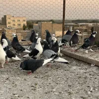 کبوتر یا کفتر|پرنده|ری, عباس‌آباد|دیوار