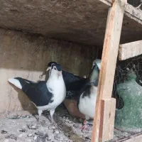 نداشتن وقت رسیدگی کم بود جا|پرنده|کرج, حسن آباد|دیوار