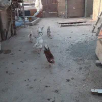 مرغ و خروس گلین|حیوانات مزرعه|هشتگرد, شهرک وحدت|دیوار