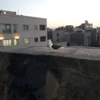 ساده سیاه پاک نر
