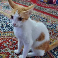 سگ و گربه سفید باهم بزرگ شدن باهم دستی هستن