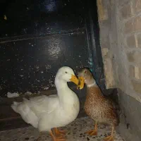 مرغابی نر خونگی تمیز وسالم