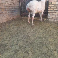 بره قوچی در تربت جام|حیوانات مزرعه|تربت جام, کاریز نو سفلی|دیوار