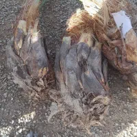 نهال پیاروم