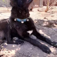 سگ قره سراب|سگ|رفسنجان, |دیوار