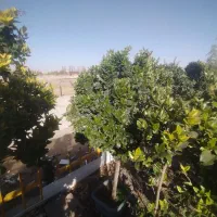 گیاه پزشک باغبانی و هرس و کاشت درخت گیاهان تزئینی