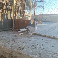 کبوتر رنگی|پرنده|کازرون, |دیوار