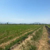 شالیزار-نزدیک-شهر-پربرکت