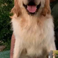 توله های سگ گلدن نر و ماده