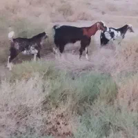 بز دوقلو زا با دوتا شنکه نر سه ماهه