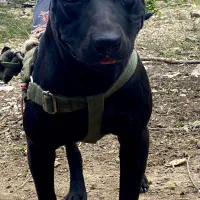 سگ پیتبول|سگ|ماسال, |دیوار