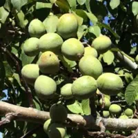نهالستان گردو و بادام دیرگل و پر بار پالیز|خدمات باغبانی و درختکاری|اصفهان, آزادگان|دیوار