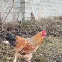 خروس برهما|حیوانات مزرعه|نوشین شهر, |دیوار