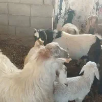 بزقاله سرحال|حیوانات مزرعه|کوهدشت, |دیوار