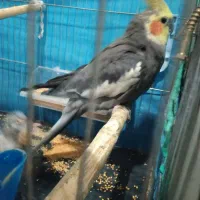 عروس هلندی نر و ماده