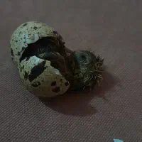 بیا تا جوجه کشی یادت بدم