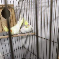 عروس هلندی لوتینو مولد|پرنده|عسلویه, |دیوار