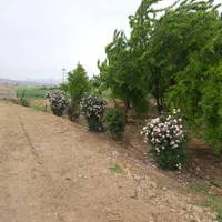 فروش ۱۰۰۰ متری فیروزاباد|فروش دفتر صنعتی، کشاورزی، تجاری|فیروزآباد (فارس), |دیوار