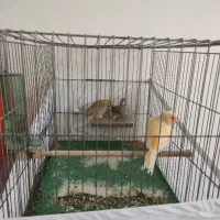 ۳ عدد قناری ماده رنگ روشن