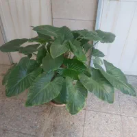 گل بابا ادم