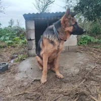 ژرمن شپرد|سگ|رشت, حومه رشت|دیوار