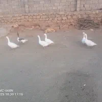 غاز سرحال|حیوانات مزرعه|چگنی, |دیوار