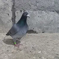 کبوتر کبود پلاکی|پرنده|الوند, |دیوار