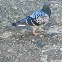 کبوتر|پرنده|شاهینشهر, شهرک پردیس|دیوار