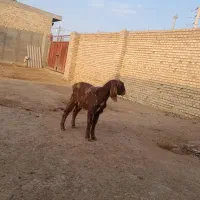 بزغاله نر بسیار سالم بقیمت ۴۳۰۰تومان خوراک خور