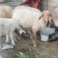 میش و بره 10عدد جوان داشتی